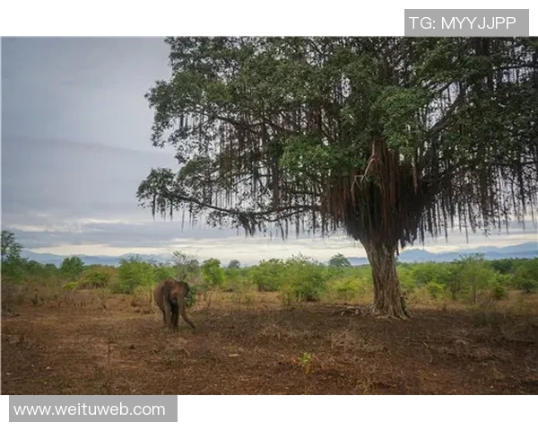尤文图斯对阵巴塞罗那直播信息及赛前分析全攻略 尤文图斯对阵巴塞罗那直播信息及赛前分析全攻略